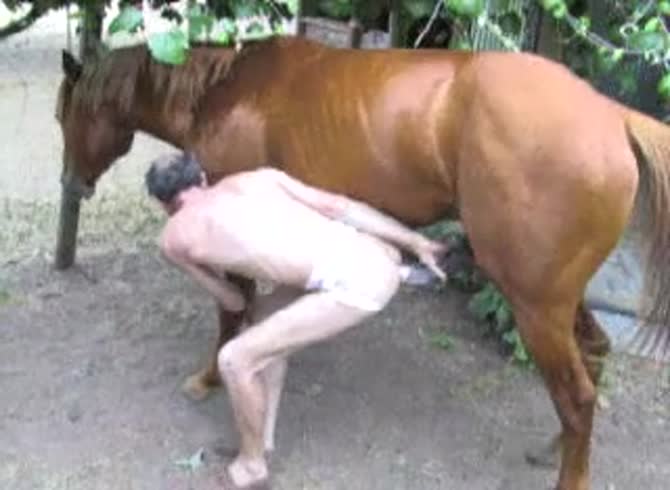 Video :Bald gay having horse anal sex in the farm